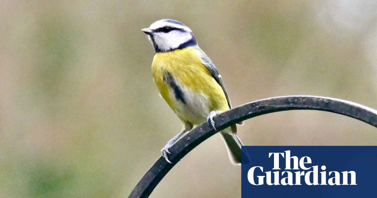 Pet fur found in songbird nests contains high levels of pesticides, study finds