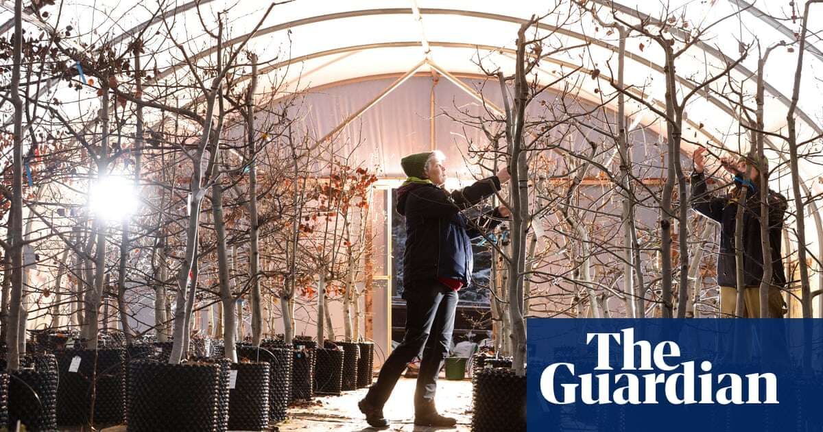 Stressed out trees helping charities restore valuable aspen forests