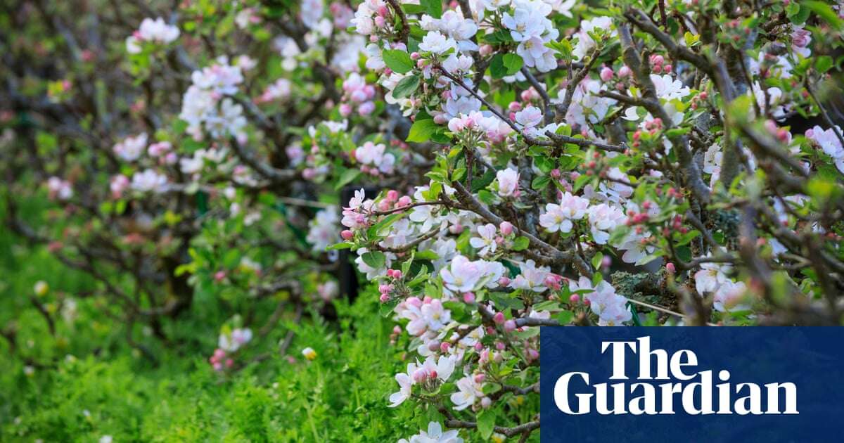 UK genetics project looks for lost apple varieties to protect fruit in climate crisis