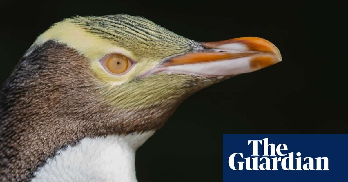 Noisy neighbours, nasty plagues and a winning smelly penguin – take the Thursday quiz