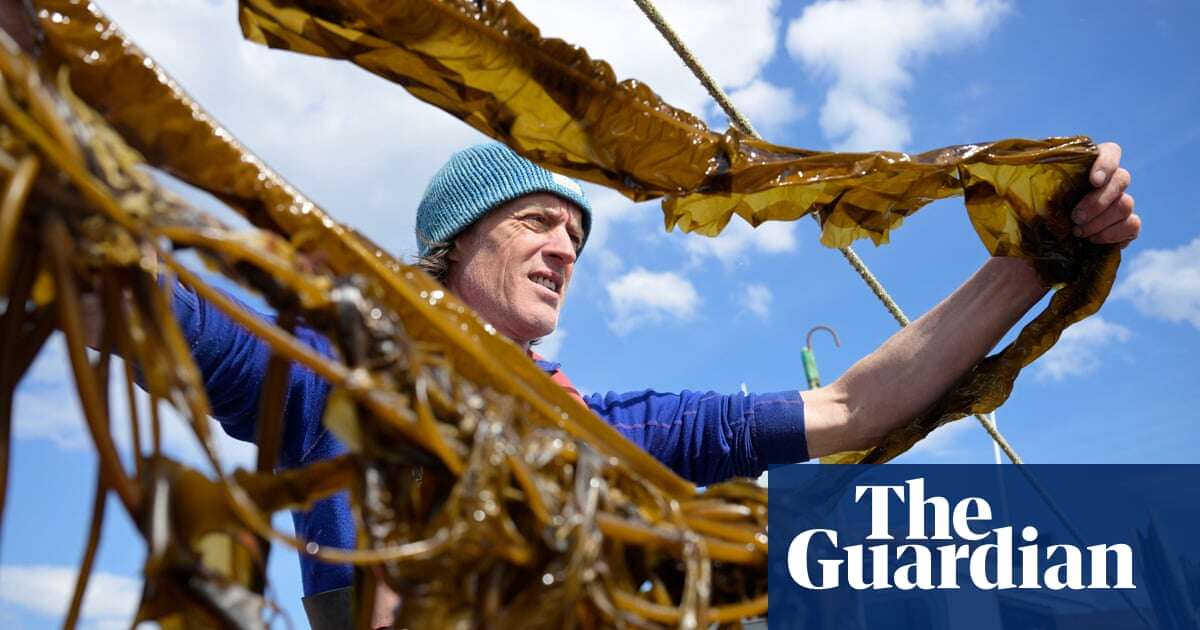 Kelp help? How Scotland’s seaweed growers are aiming to revolutionise what we buy