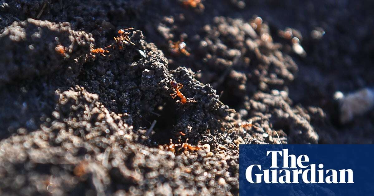 ‘Wildly toxic’ poison used on fire ants is killing native Australian animals, experts warn Senate inquiry