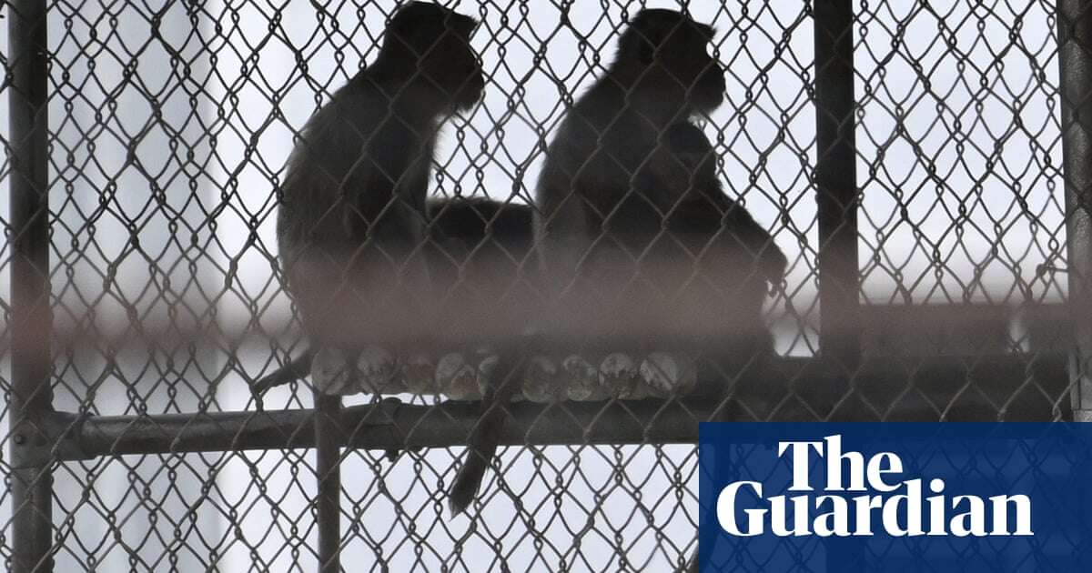 Curious case of the missing monkeys turns spotlight on South Carolina lab