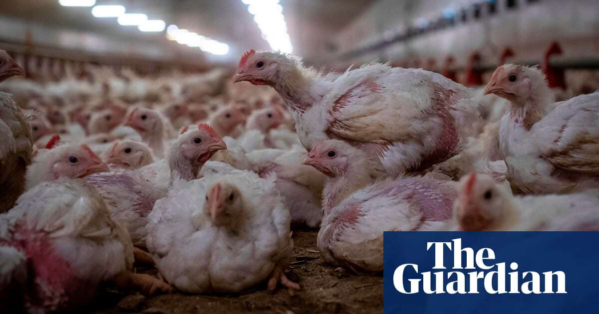 Delays to post-Brexit border checks may have let diseased chicken enter UK