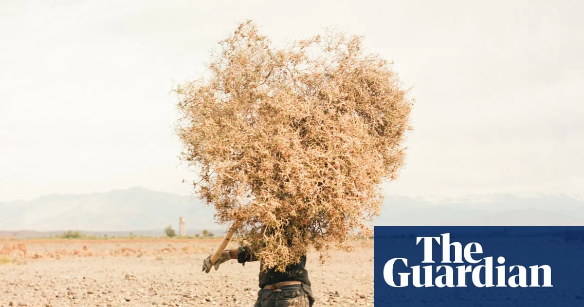 Where camels die of thirst: Morocco’s oasis emergency – in pictures