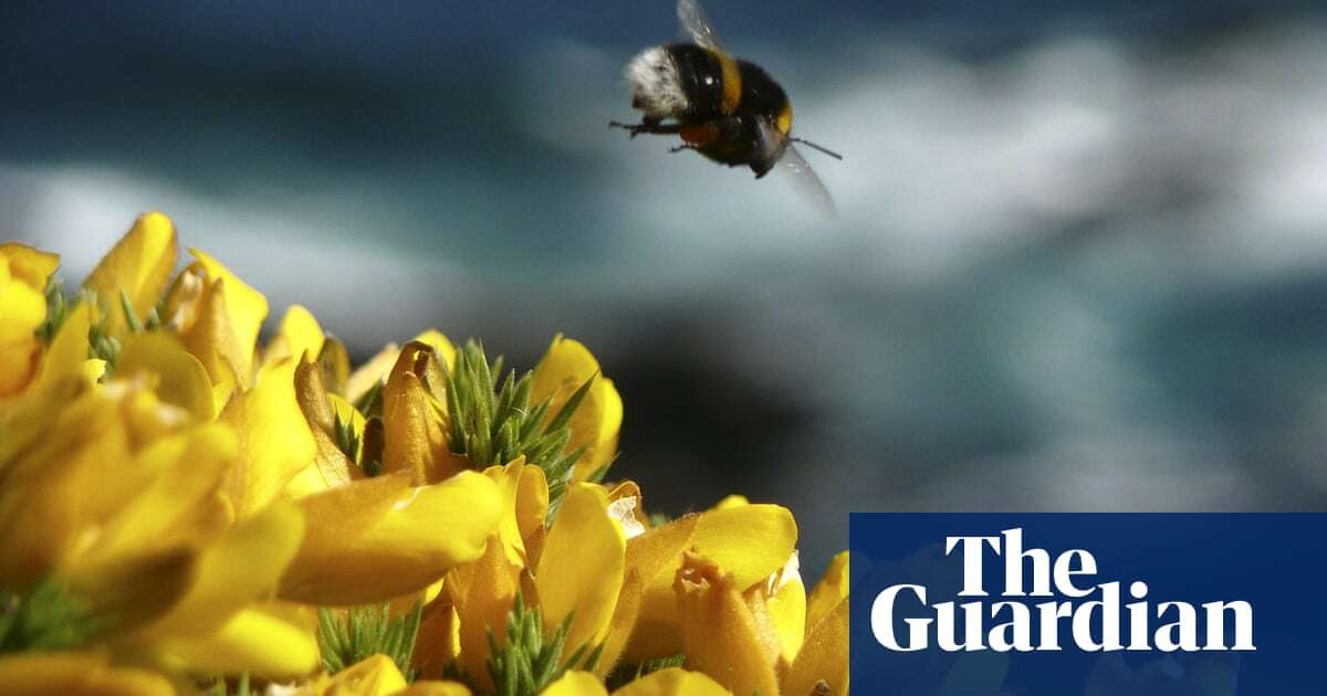 Use of pesticides on UK farms to be cut by 10% by 2030 to protect bees