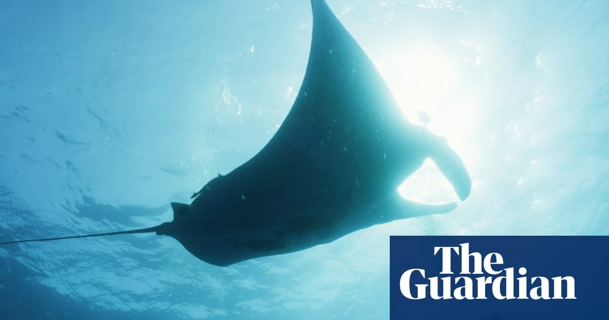 Manta man: film profiles unlikely bond between diver and giant sea creature