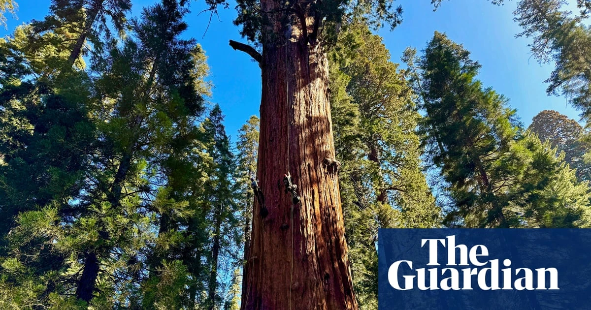 The end of the great northern forests? The tiny tree-killing beetle wreaking havoc on our ancient giants