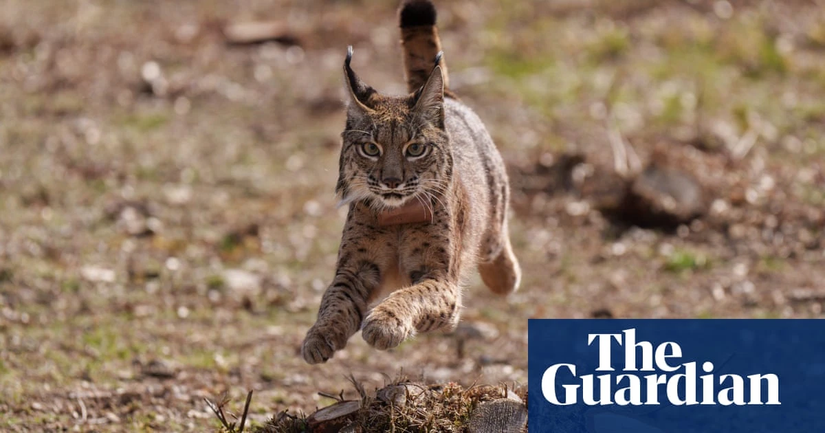 Week in wildlife: a leopard cat, a vulture puppet and a hare playing hide and seek