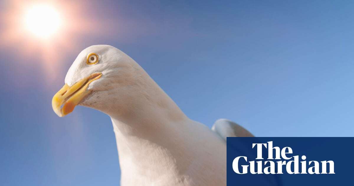 Gulls choose what to eat by watching humans, study suggests