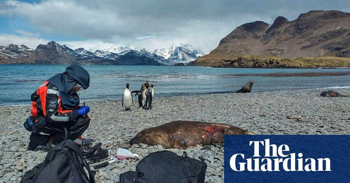 Bird flu: access to Ernest Shackleton’s grave ‘blocked by dead seals’