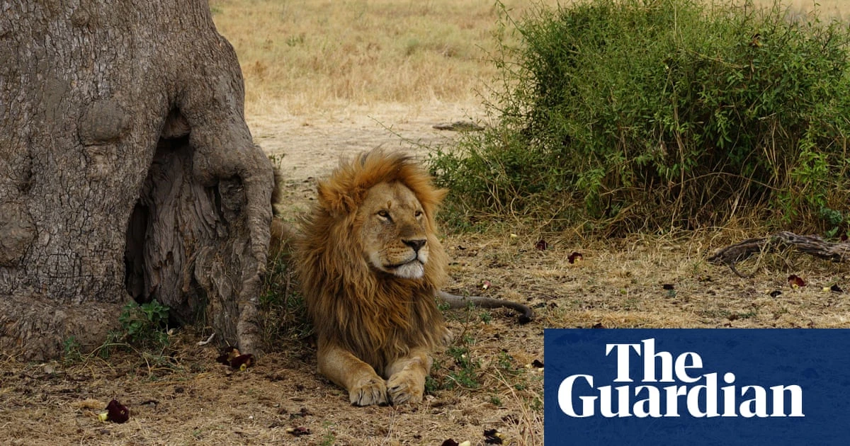 Lions make fewer zebra kills due to ‘chain reaction’ of invasive ants, study finds
