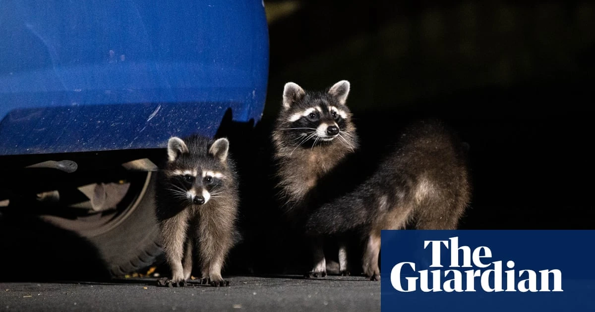 Rampaging raccoons: how the American mammals took over a German city – and are heading across Europe