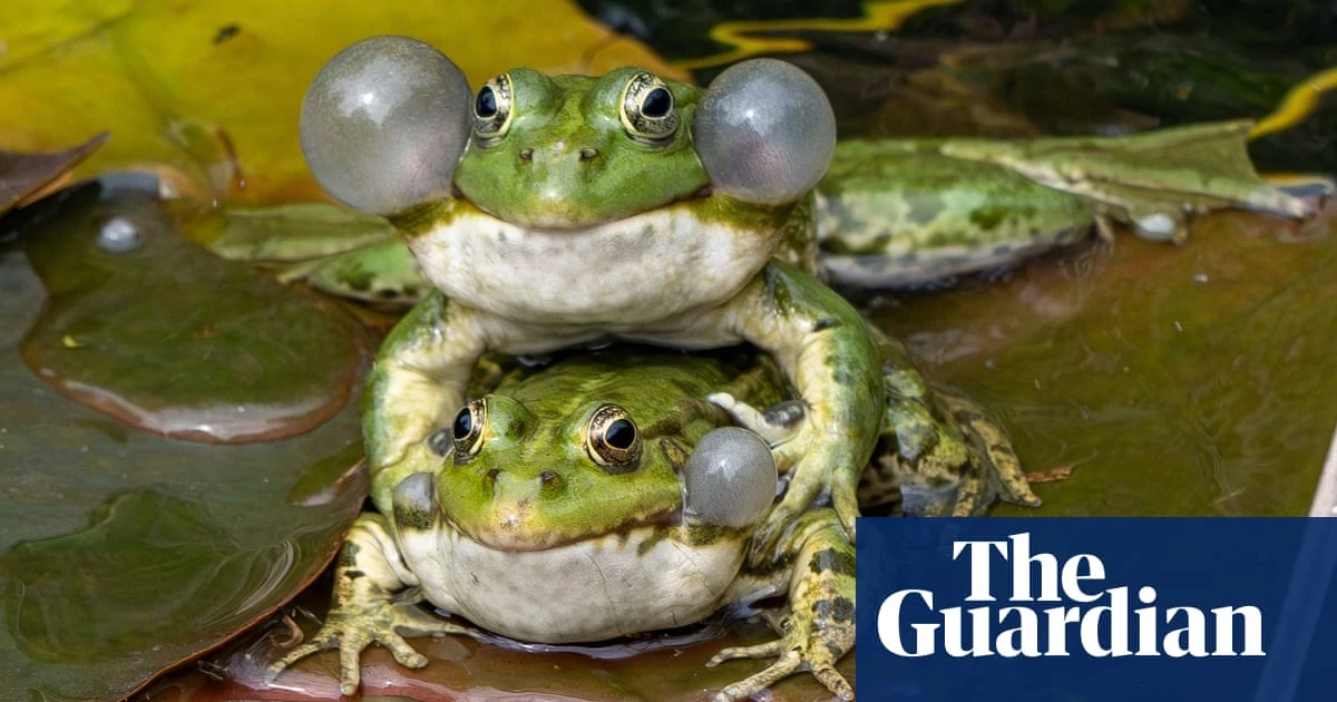 Week in wildlife – in pictures: amorous frogs, battling stallions and an overaffectionate jaguar