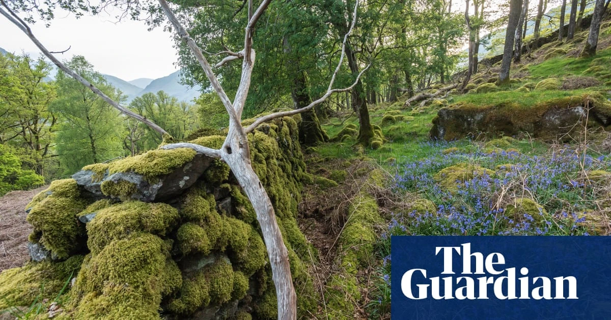 Borrowdale rainforest in Lake District declared national nature reserve