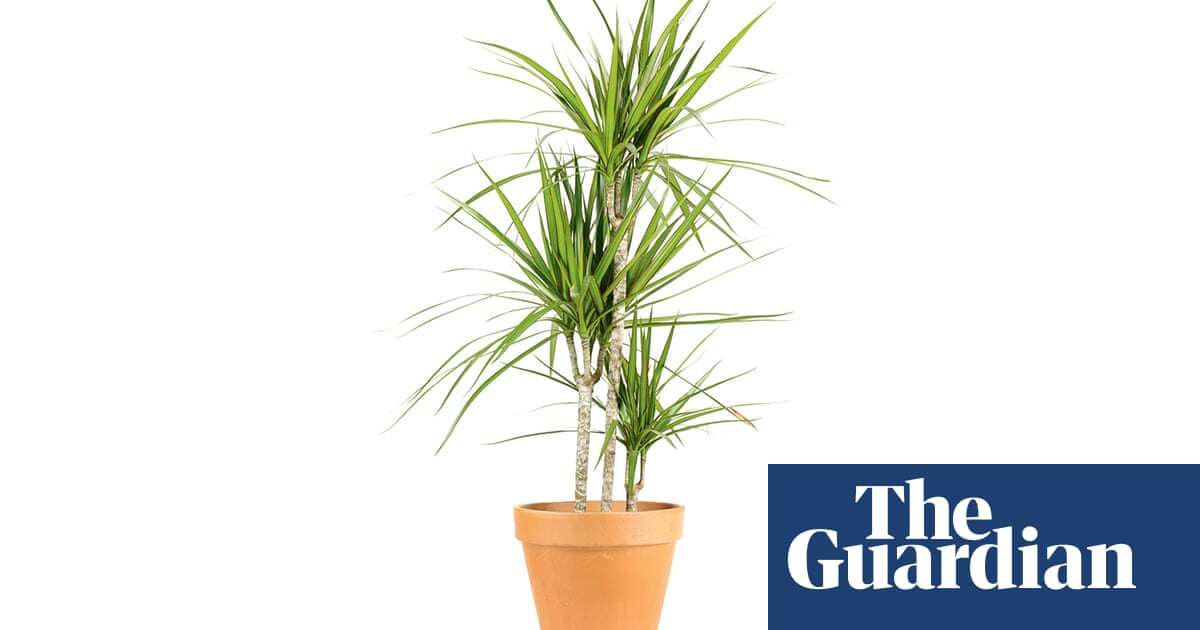 Houseplant clinic: why has my dragon tree gone splotchy?