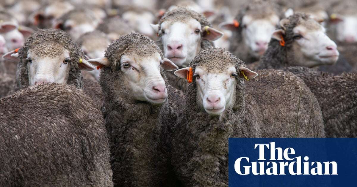 Global heating could cause an extra 1.2m lamb deaths in Australia each year, study finds