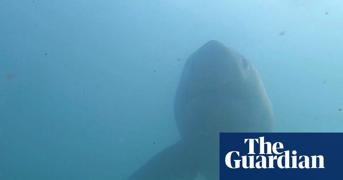 California faces highest shark numbers in years as great whites head north