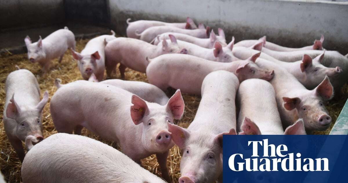 UK ministers may lift BSE-era ban on animal remains in chicken and pig feed