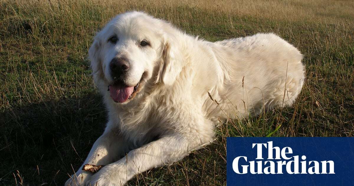 The pet I’ll never forget: Jake the golden retriever, who offered us love during the worst time of our lives