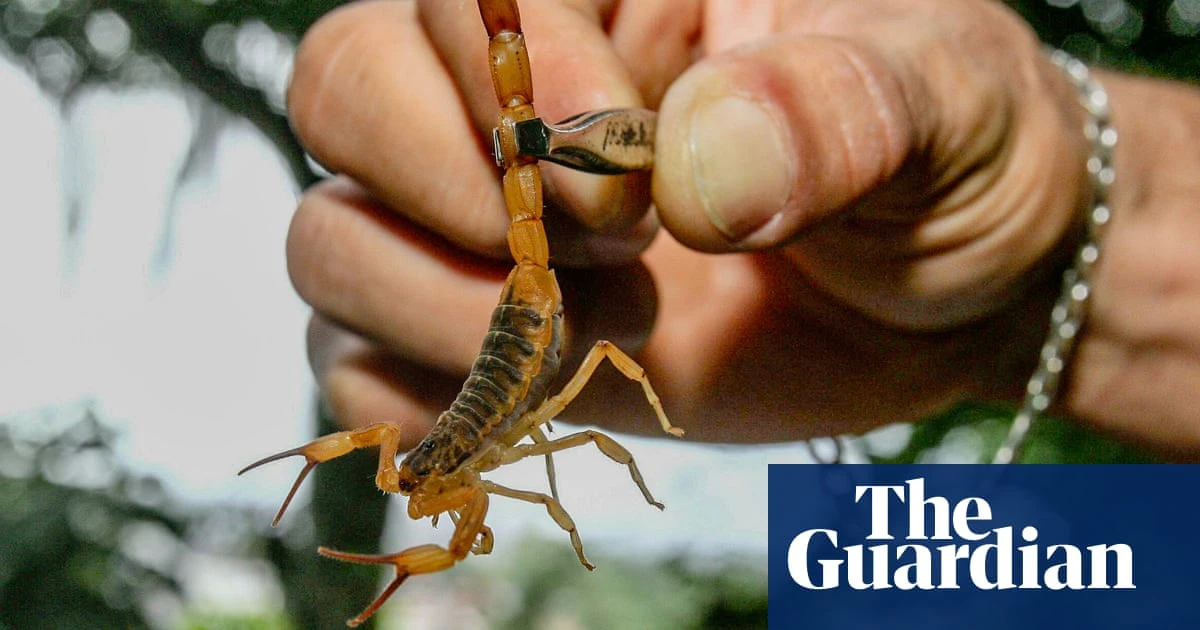Scorpions ‘taking over’ Brazilian cities with reported stings rising 250%