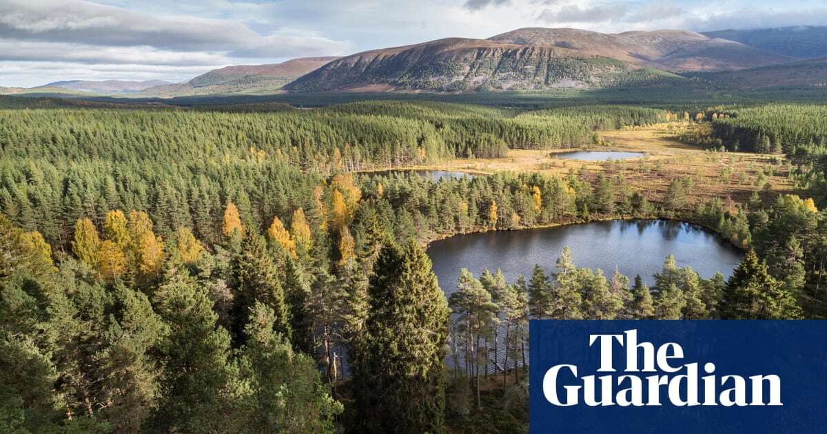 Rangers search for feral pigs thought to have been released in Cairngorms