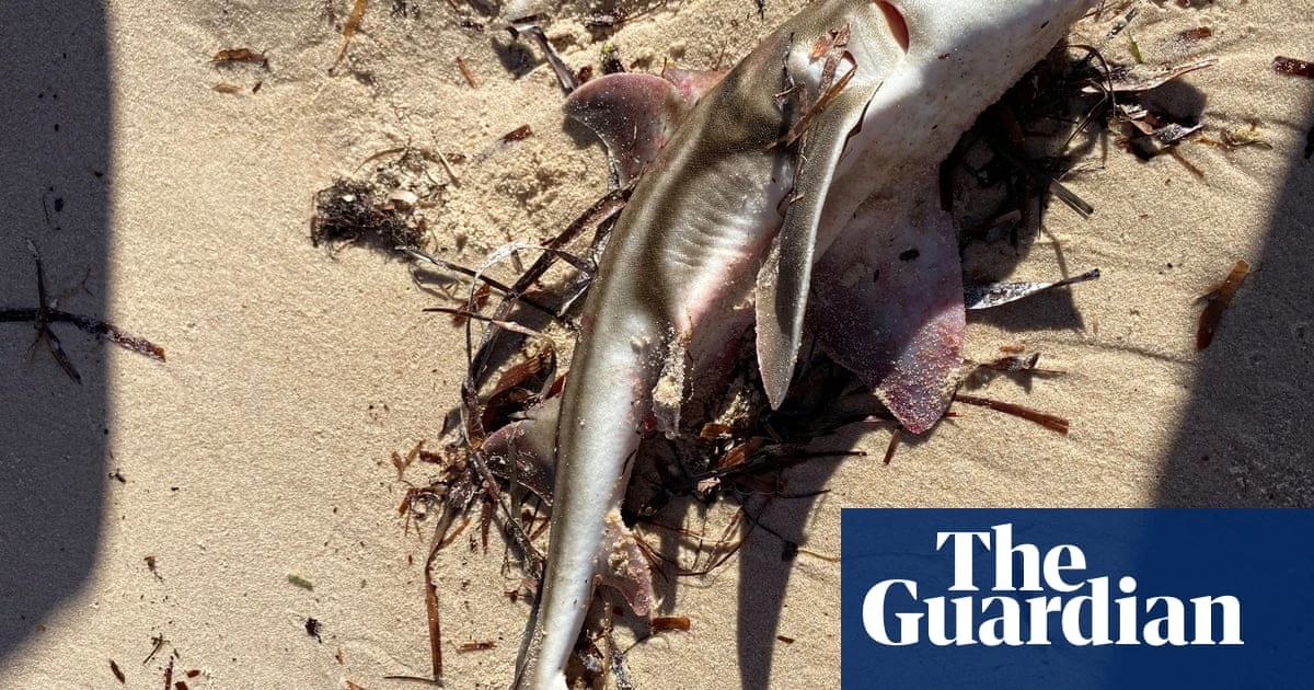‘A horror movie’: sharks and octopuses among 200 species killed by toxic algae off South Australia