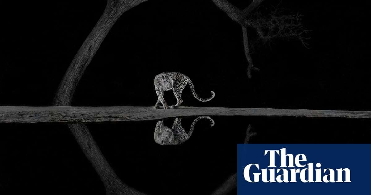 From a graceful turn to a dangerous toy: the World Nature Photography awards 2024 – in pictures