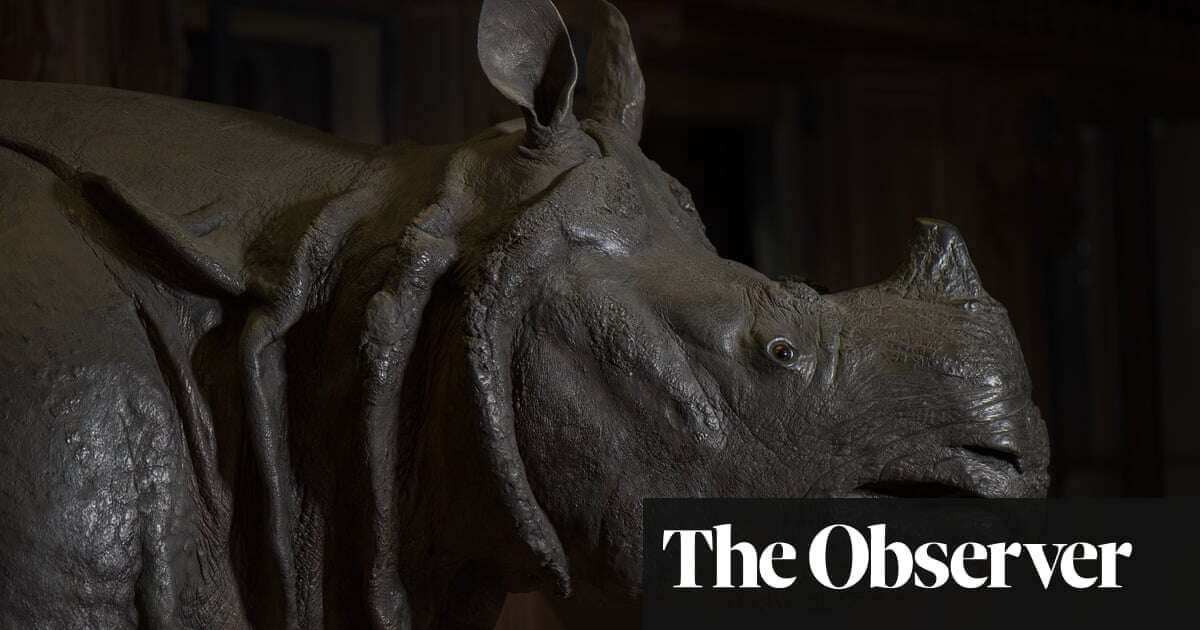 ‘Photographs did not do it justice’: King Louis XV’s magnificent rhino is star of new London exhibition