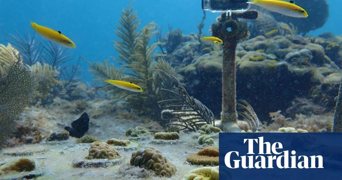 Underwater ‘doorbell’ helps scientists catch coral-eating fish in Florida