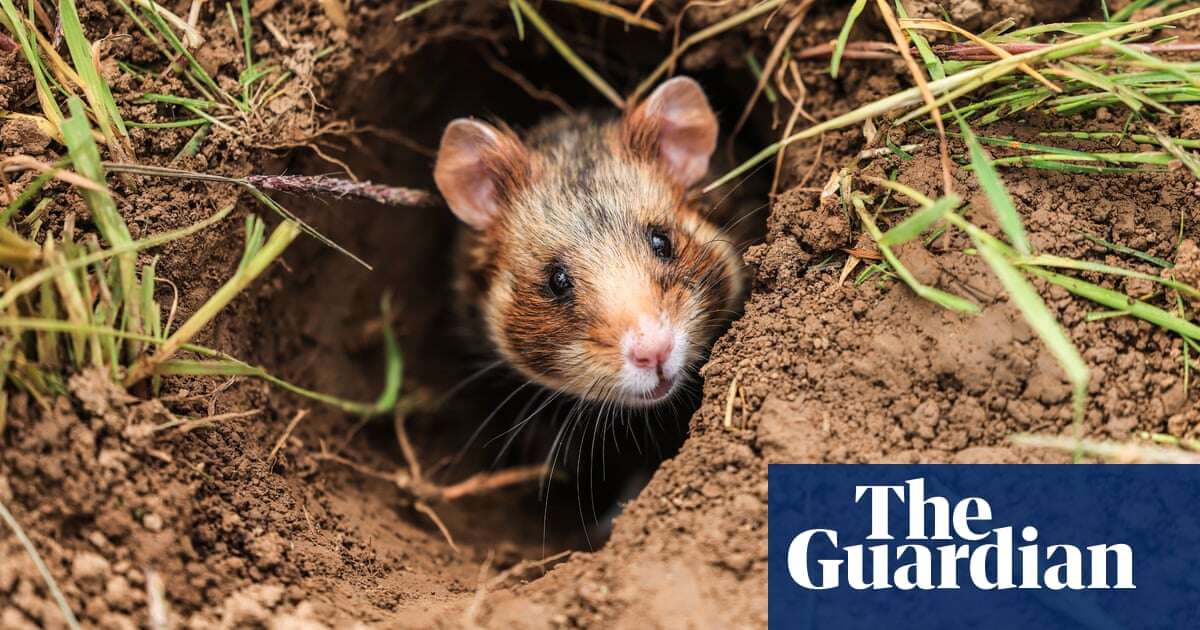 Week in wildlife – in pictures: a giant hamster, a mustachoied deer and a zebra on the run