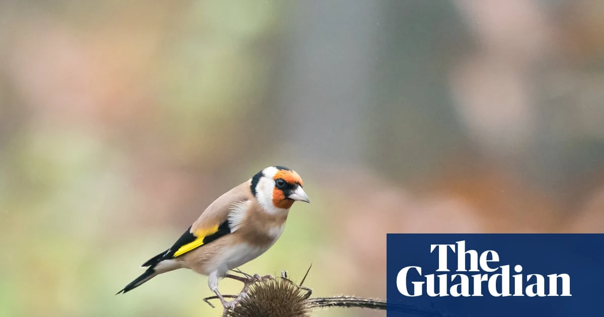 Light pollution causes urban birds to stay awake longer each day, study finds