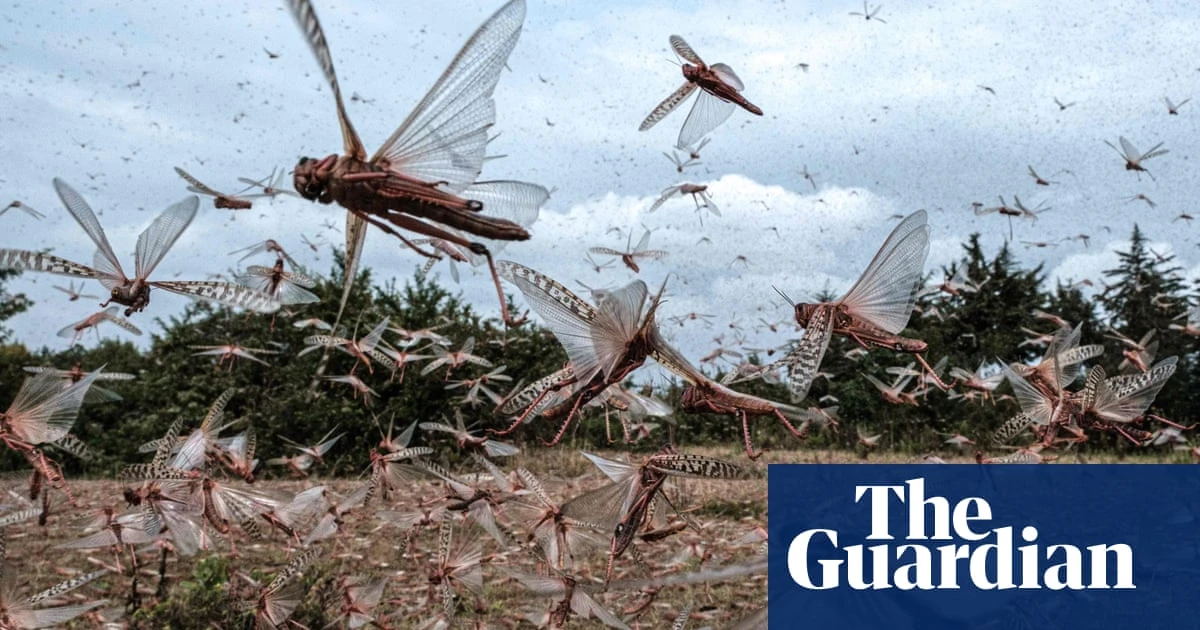 Fine young cannibals: locust study could lead to better pest control