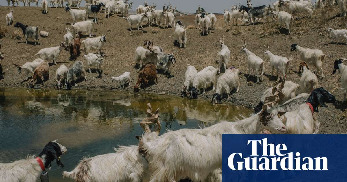 ‘We can’t let the animals die’: drought leaves Sicilian farmers facing uncertain future