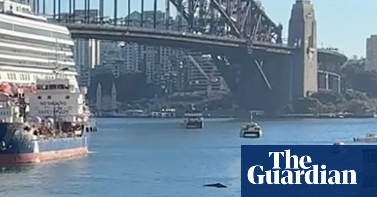 ‘Inquisitive, relaxed’ humpback whale swimming in Sydney Harbour delays ferries and boats