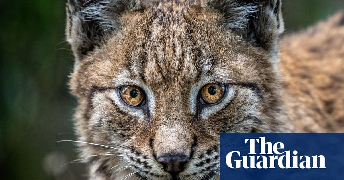 Lynx could thrive in Northumberland with most in area supporting return, study finds