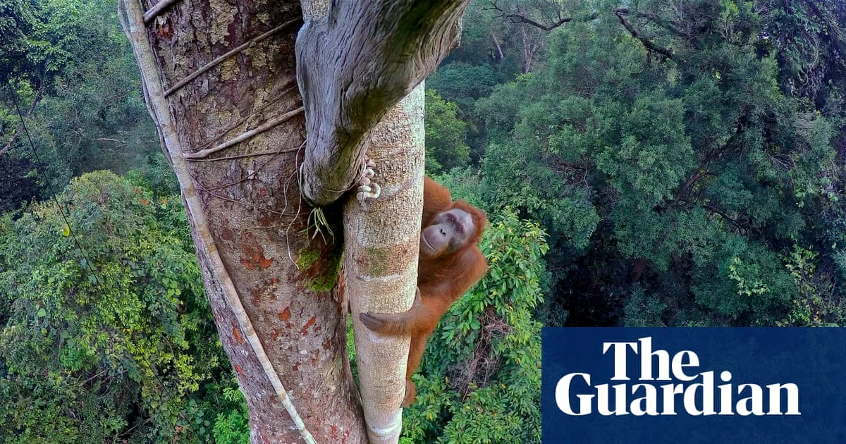 The genius of trees: how forests have shaped humanity, from chocolate cravings to our ability to dream