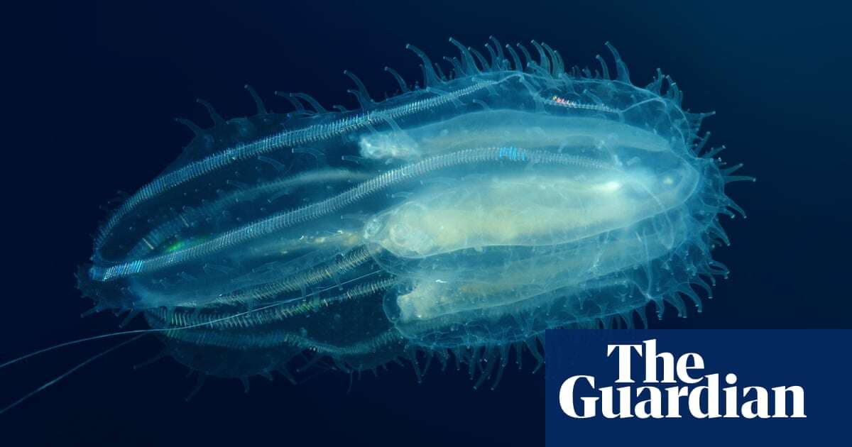 Comb jellies fuse together when injured, study finds