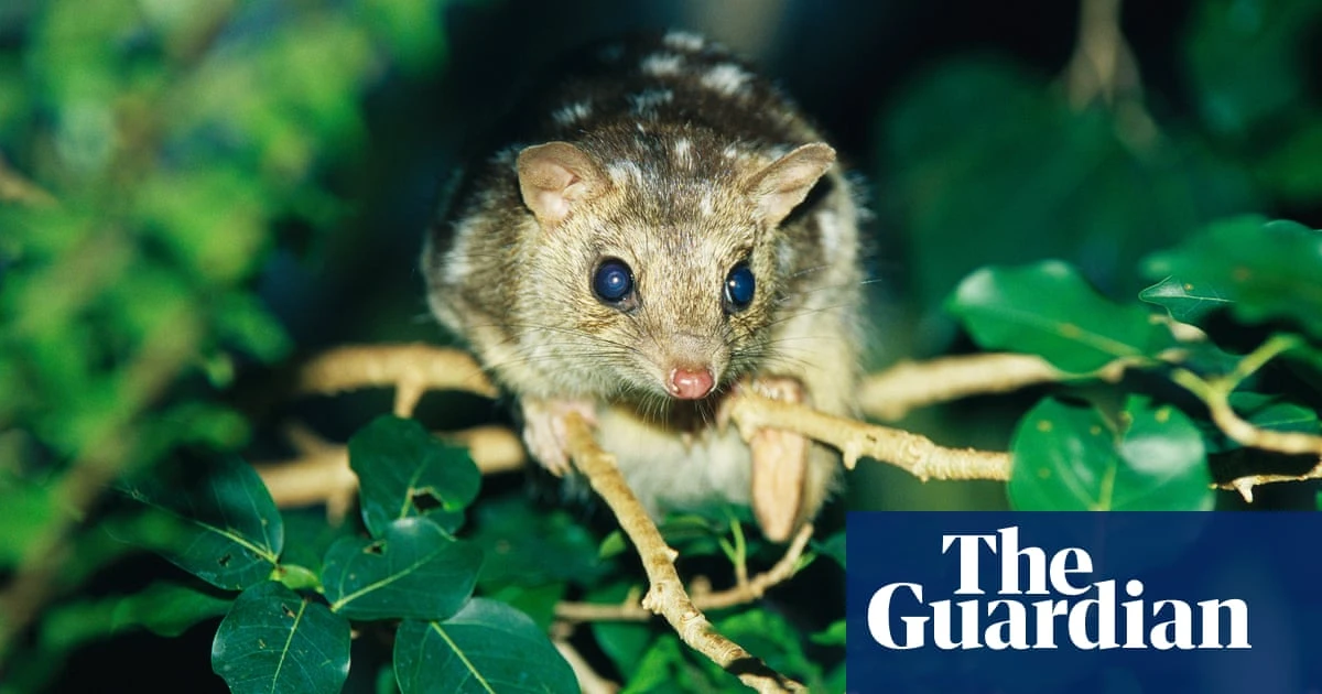 ‘Only hope we’ve got’: the audacious plan to genetically engineer Australia’s endangered northern quoll