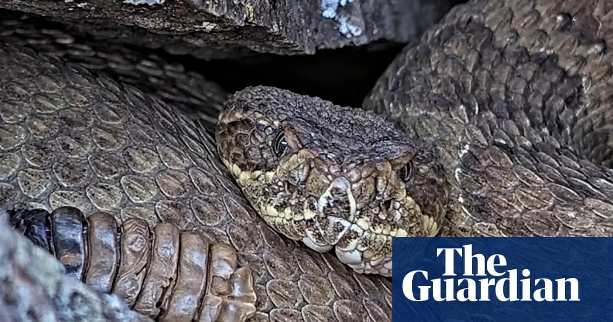 Rattlesnake 'mega den' with as many as 2,000 snakes livestreaming from Colorado – video