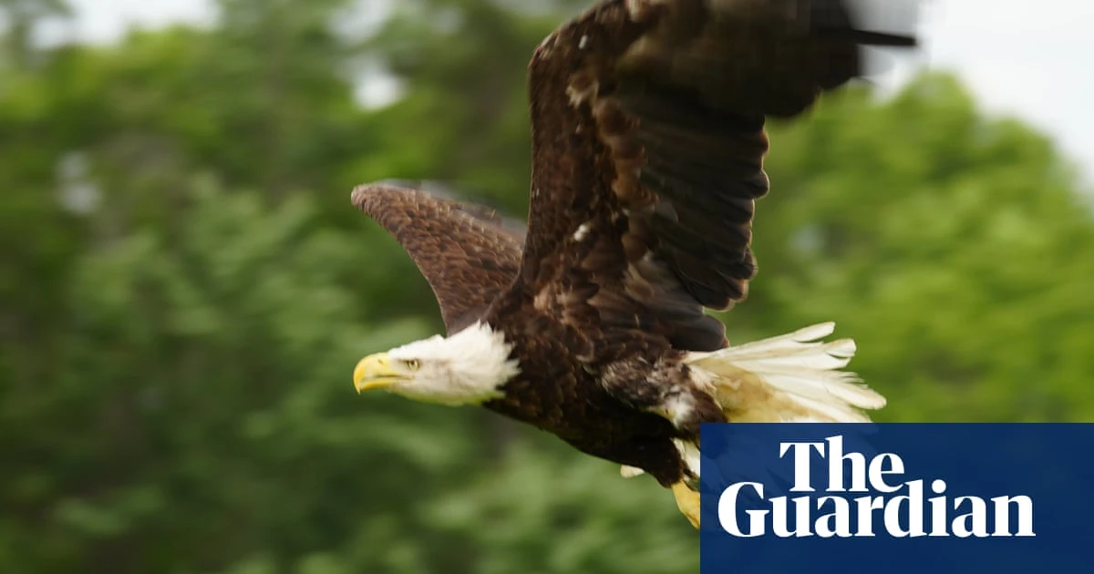 US vet uses cod skin to save bald eagle in time for Fourth of July