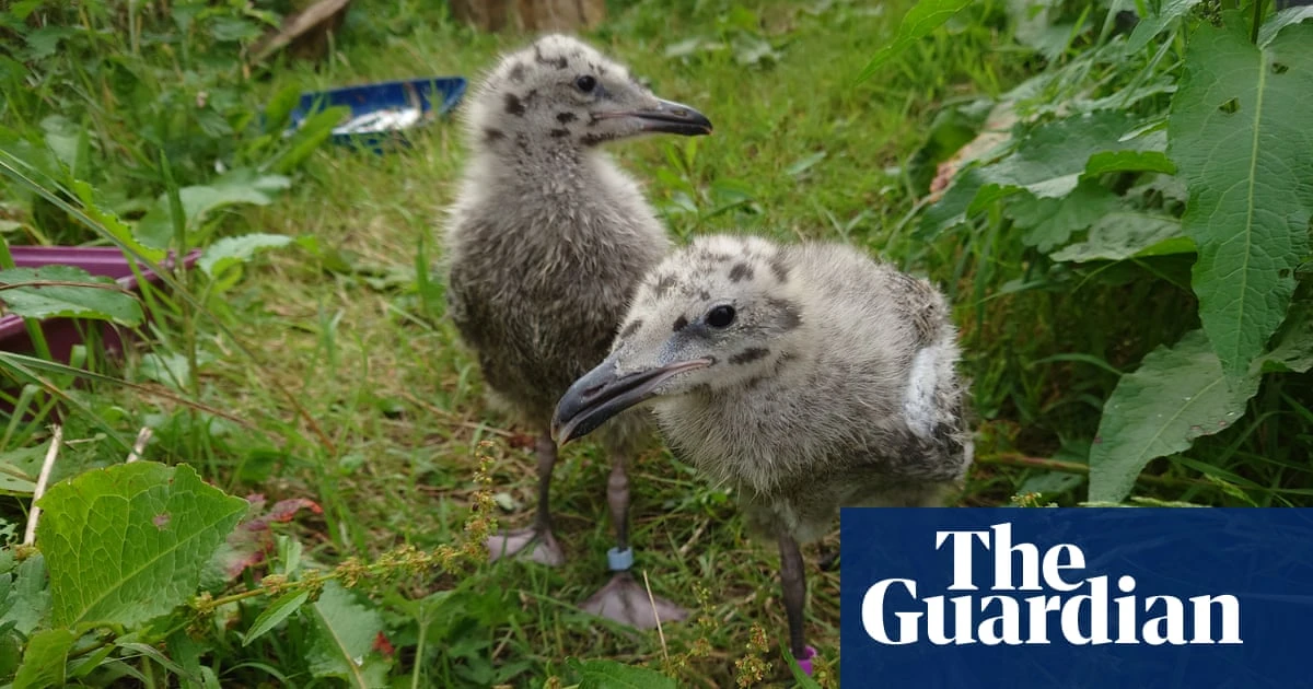 Herring gull chicks would rather have fish than your chips, finds study