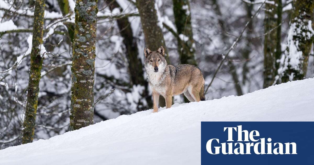 ‘We’d like to shoot them all’: growing army of wolfdogs raises hackles across Europe