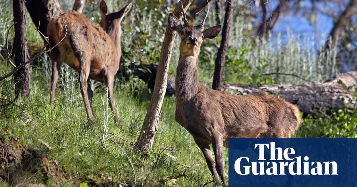 ‘Australia’s next rabbit plague’: calls for feral deer in Victoria to be considered a pest instead of wildlife