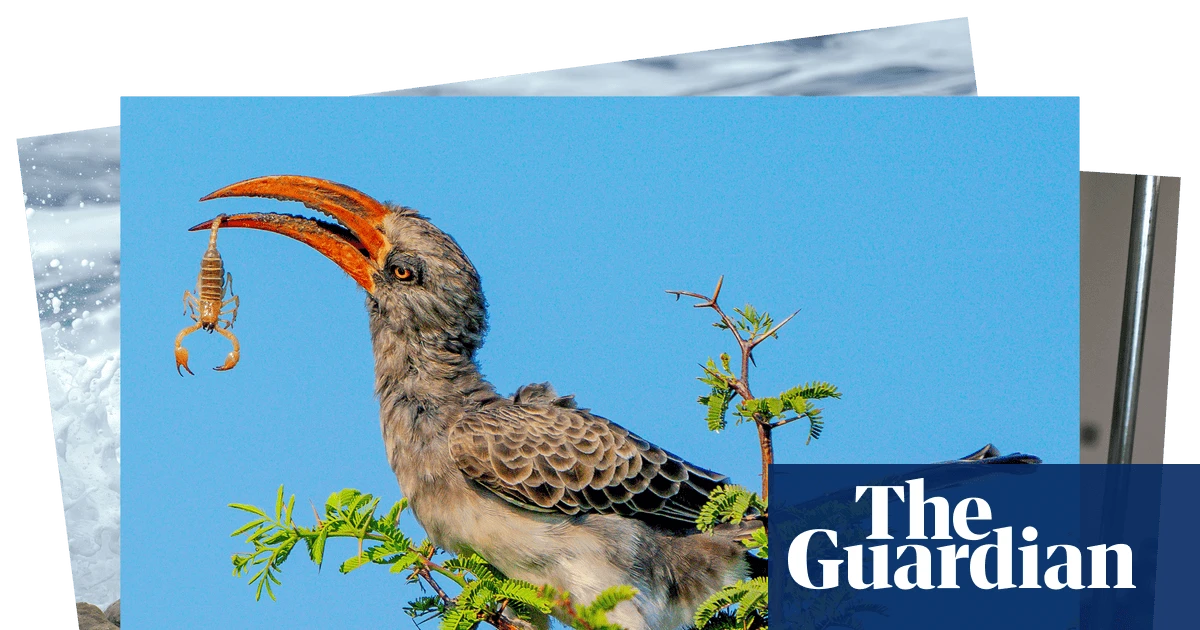 Week in wildlife: a rescued monkey, squabbling jays and an amputee camel