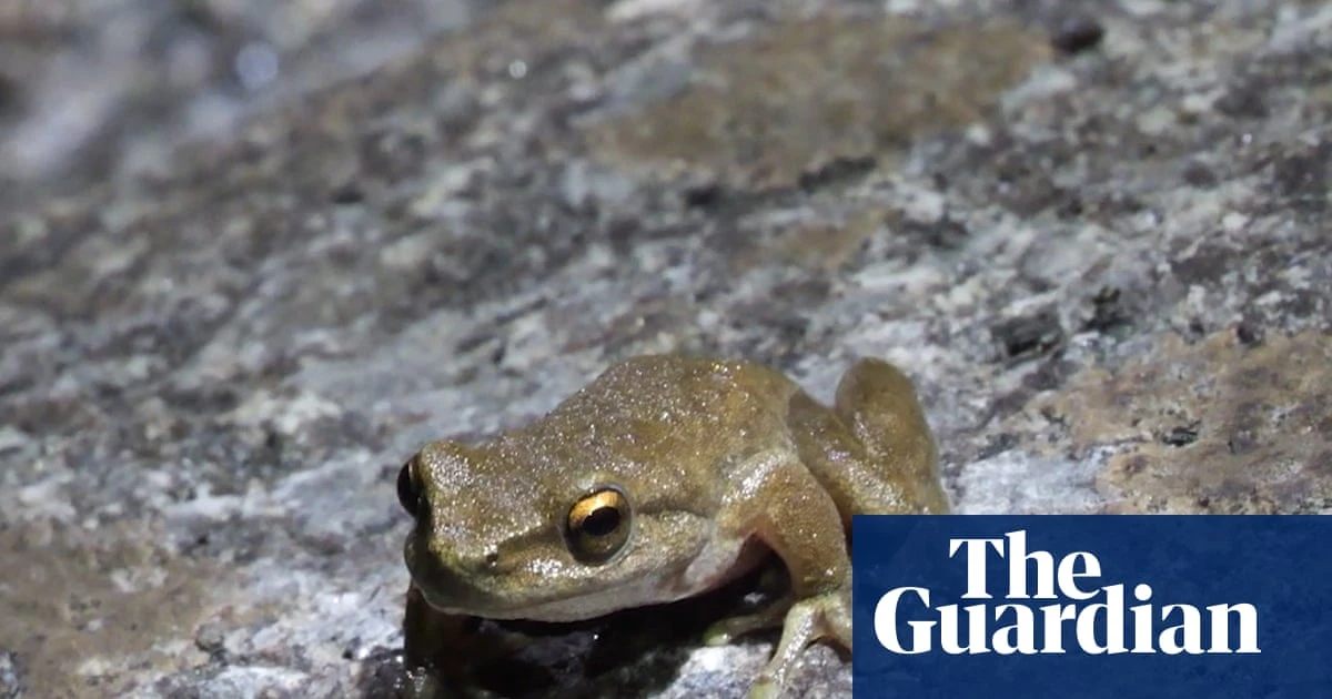 Hopes high as hundreds of critically endangered frogs survive release into wild in Victoria