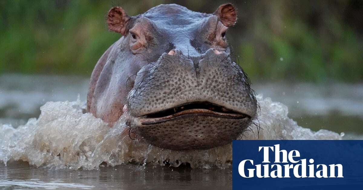 ‘Thrown like a rag doll’: British tourist narrowly survives hippo attack in Zambia