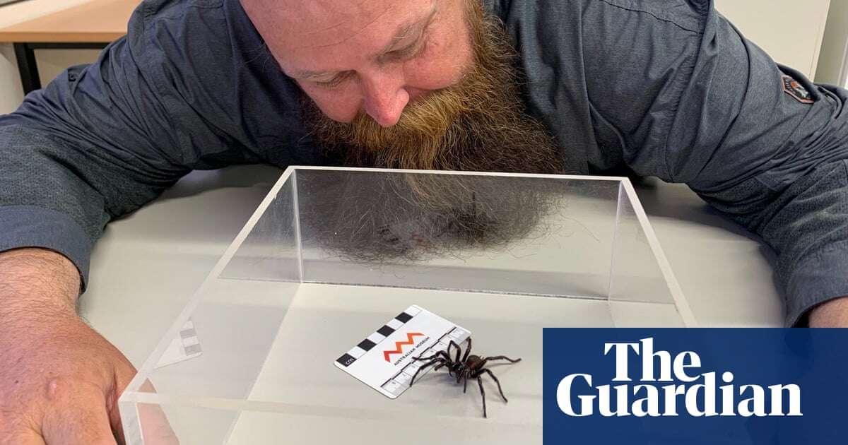 Dream come true for Australian funnel-web spider enthusiast after he discovers a new species