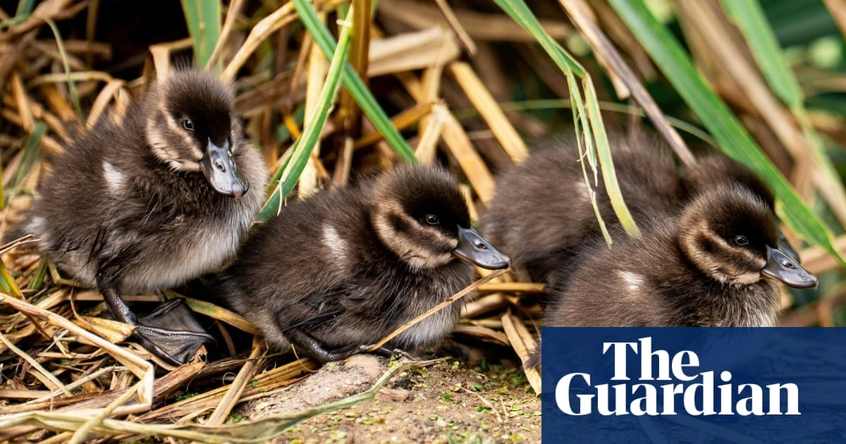 Rare maccoa ducklings hatch at Chester zoo for first time