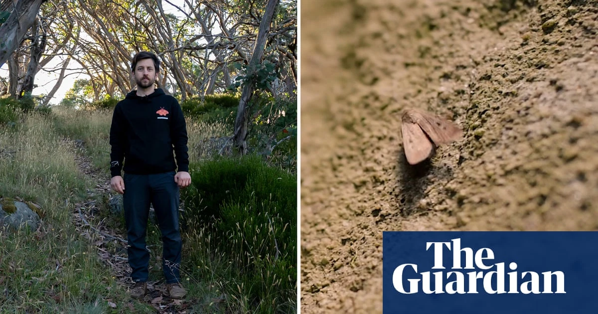 Bogong moths and the traditional owners scaling mountains to track them – video
